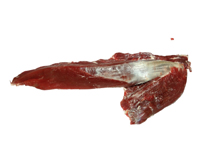 TenderLoin